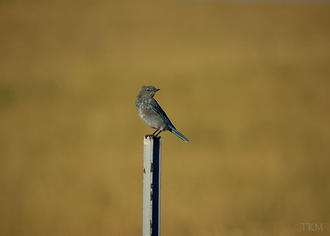 Mountain Bluebird A mountain bluebird rests on a fence post on a warm Montana plains morning. Captured in south-central Montana. Birds,Geotagged,Montana,Mountain Bluebird,Sialia currucoides,United States