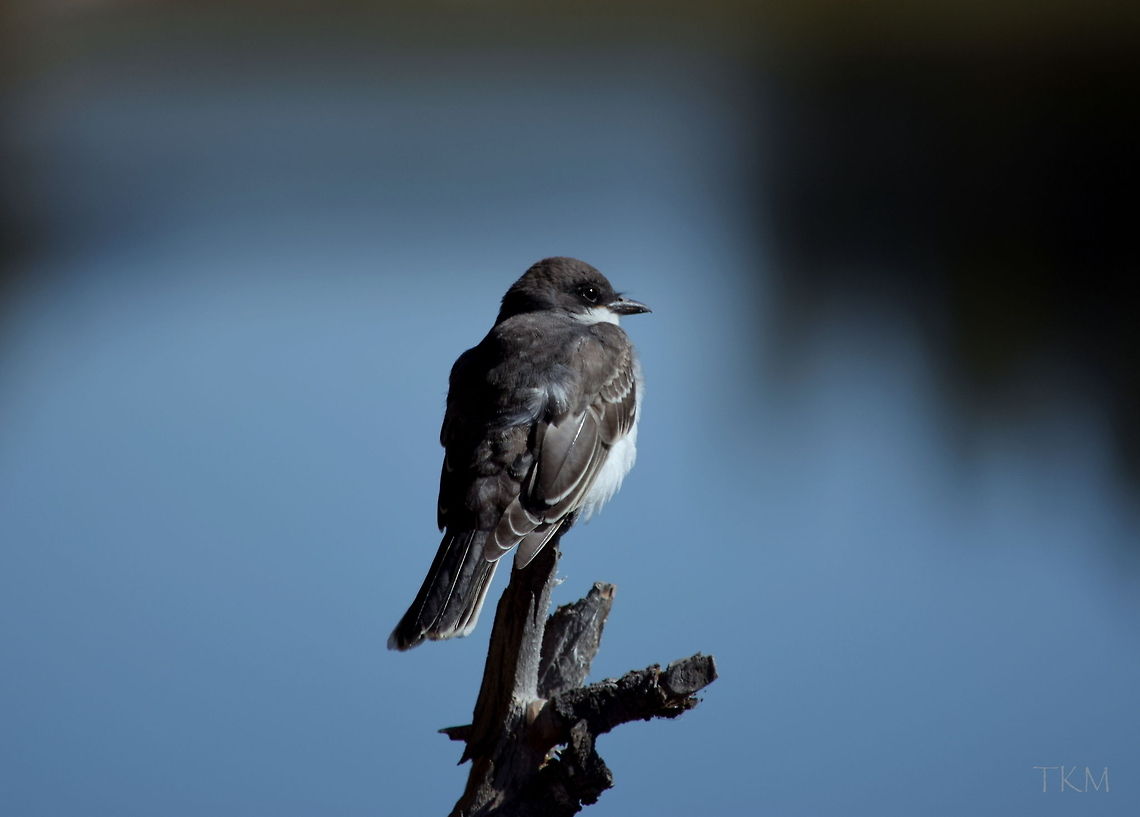 Eastern Kingbird An eastern kingbird rests on his perch along the banks of the Yellowstone River in Yellowstone&#039;s Hayden Valley. Birds,Eastern Kingbird,Geotagged,Tyrannus tyrannus,United States,Wyoming,Yellowstone National Park