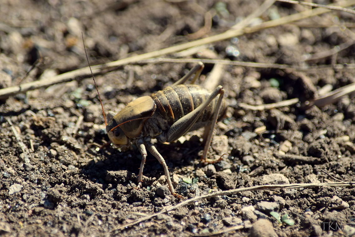 Mormon Cricket Mormon Crickets are actually a member of the katydid family, as their wings are ornamental and not very practical for flying. They can be found throughout the western United States in sagebrush flats and get their name from Mormon Folklore. For an interesting little story, look up the "miracle of the gulls" to read more about these little critters. Captured in Yellowstone's Hayden Valley. Anabrus simplex,Geotagged,Insects,United States,Wyoming,Yellowstone National Park,mormon cricket