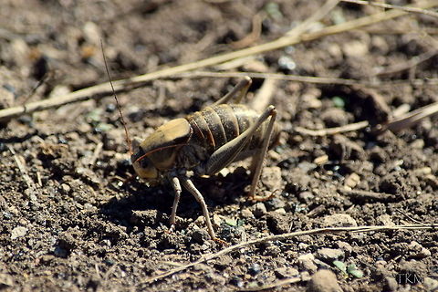 Mormon Cricket Mormon Crickets are actually a member of the katydid family, as their wings are ornamental and not very practical for flying. They can be found throughout the western United States in sagebrush flats and get their name from Mormon Folklore. For an interesting little story, look up the "miracle of the gulls" to read more about these little critters. Captured in Yellowstone's Hayden Valley. Anabrus simplex,Geotagged,Insects,United States,Wyoming,Yellowstone National Park,mormon cricket