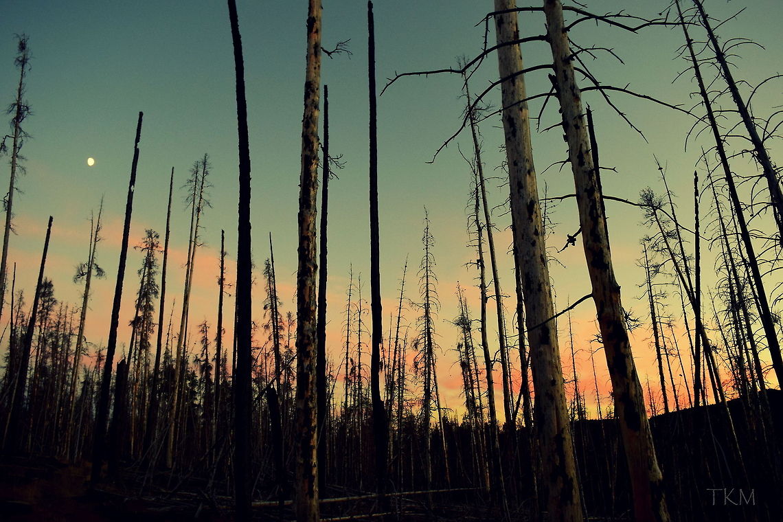 Devastation of Fire - II This photo depicts the devastation fire can have on the environment. Although fire does kill the standing forest, new life rises from death. Fire has been a natural part of the western coniferous forests for many, many years. Fire helps seedlings to germinate and grow; the new seedlings grow and replace the old burned giants that once towered above and will eventually fall to make room for the next generation. Captured in Yellowstone National Park, Wyoming. Geotagged,Lodgepole pine,Pinus contorta,Summer,United States,Wyoming,Yellowstone National Park,landscapes,sunset,wildfire