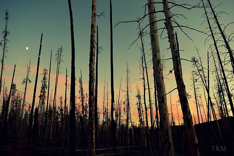 Devastation of Fire - II This photo depicts the devastation fire can have on the environment. Although fire does kill the standing forest, new life rises from death. Fire has been a natural part of the western coniferous forests for many, many years. Fire helps seedlings to germinate and grow; the new seedlings grow and replace the old burned giants that once towered above and will eventually fall to make room for the next generation. Captured in Yellowstone National Park, Wyoming. Geotagged,Lodgepole pine,Pinus contorta,Summer,United States,Wyoming,Yellowstone National Park,landscapes,sunset,wildfire