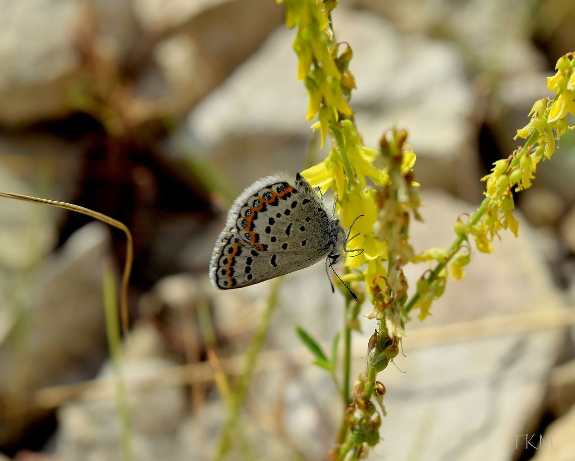 Northern Blue A Northern blue butterfly captured in Yellowstone National Park, Wyoming. Geotagged,Plebejus idas,United States,Wyoming,Yellowstone National Park,butterflies