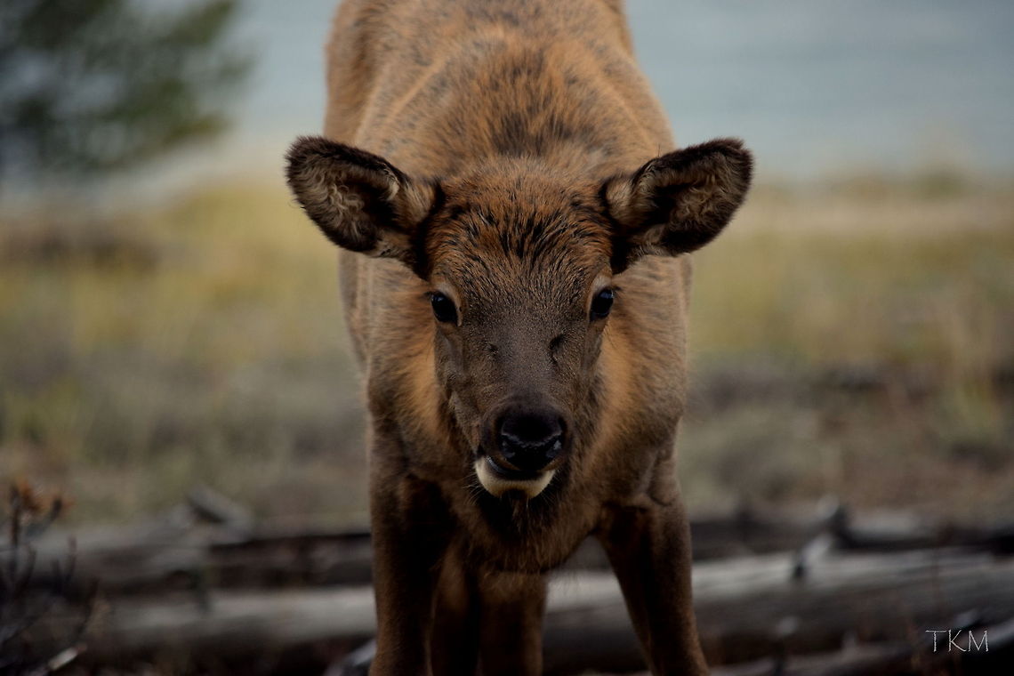 Elk Calf - What's Up Bro? This elk calf was very calm and collective as I was photographing it from the road. He was all about chowing down and wasn't going to let me interrupt his meal. Captured on the shore of Yellowstone Lake, Yellowstone National park, Wyoming. Cervus canadensis,Elk,Geotagged,United States,Wyoming,Yellowstone National Park