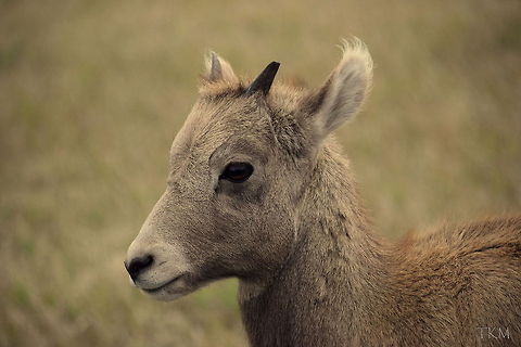 Bighorn Lamb - Too Innocent This bighorn lamb was just hanging out by the side of the road a little ways away from the rest of the herd. It looks a little too innocent in my opinion...Captured in Badlands National Park, South Dakota. Badlands National Park,Bighorn sheep,Geotagged,Ovis canadensis,South Dakota,United States,fall,mammals