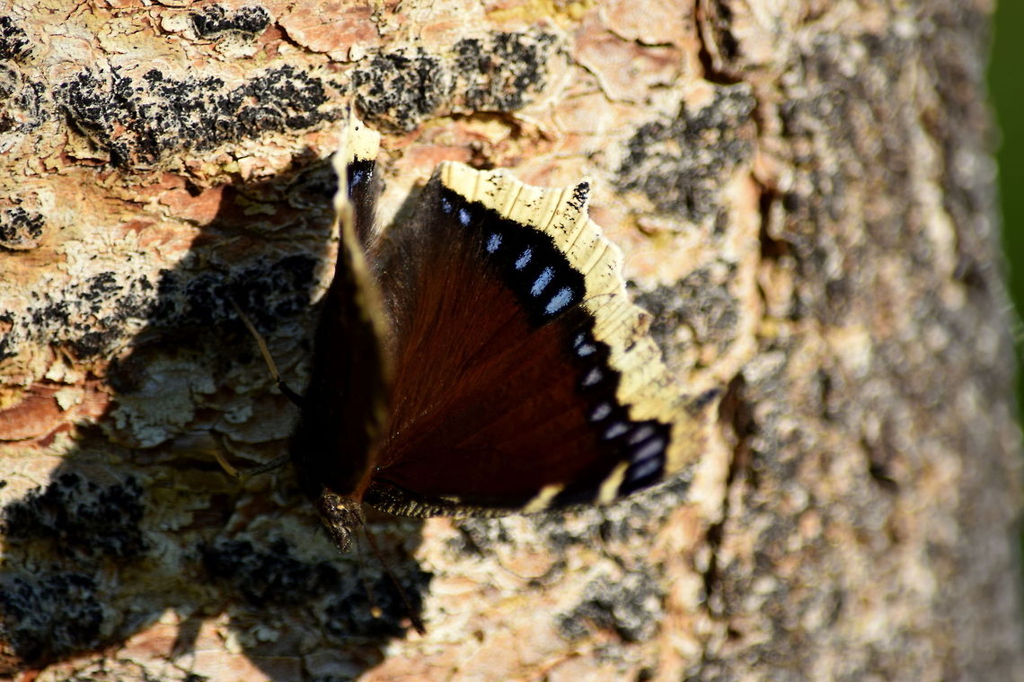 Mourning Cloak This butterfly, known as the mourning cloak here in the states, has several other interesting names, including Camberwell beauty in Britain, and also older names such as grand surprise and white petticoat. They also are one of the longest living butterfly species, often living up to a full year. Captured in north-west Wyoming. Geotagged,Insects,Mourning cloak,Nymphalis antiopa,United States,Wyoming,butterflies
