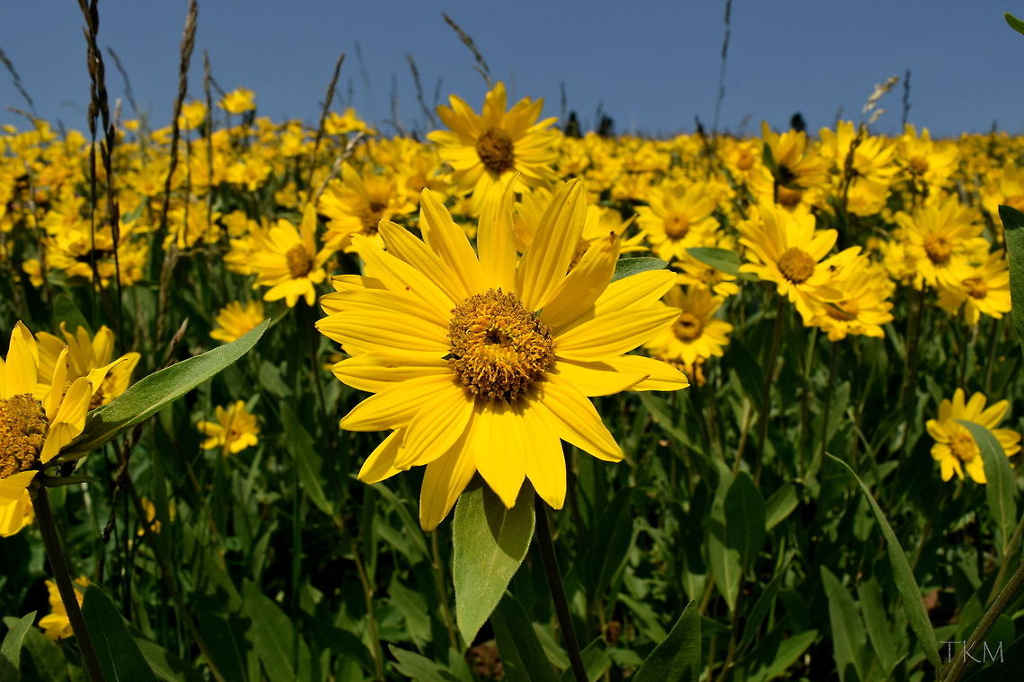 Mountain Little Sunflower This little beauty is a common sight in Yellowstone National Park, often covering entire hillsides, painting them completely yellow. Geotagged,Helianthella uniflora,Mountain little sunflower,United States,Wildflowers,Wyoming,Yellowstone National Park