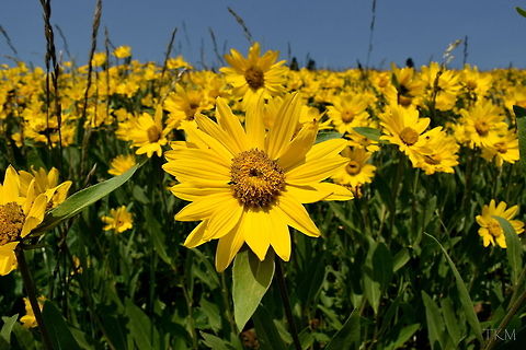 Mountain Little Sunflower This little beauty is a common sight in Yellowstone National Park, often covering entire hillsides, painting them completely yellow. Geotagged,Helianthella uniflora,Mountain little sunflower,United States,Wildflowers,Wyoming,Yellowstone National Park