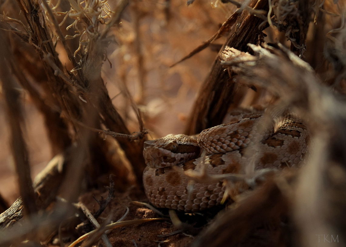 Hopi Rattlesnake This Hopi rattlesnake was scurrying across the trail I was hiking on in the northern Arizona desert. It slithered its way into this small sagebrush where it curled up into its typical defensive position, but did not give off its typical warning sound, the rattle of its tail. Instead, it allowed me to photograph it, reluctantly no doubt. Captured in Monument Valley Tribal Park, northern Arizona. Arizona,Crotalus viridis nuntius,Desert,Fall,Geotagged,Reptiles,Snakes,Squamata,United States