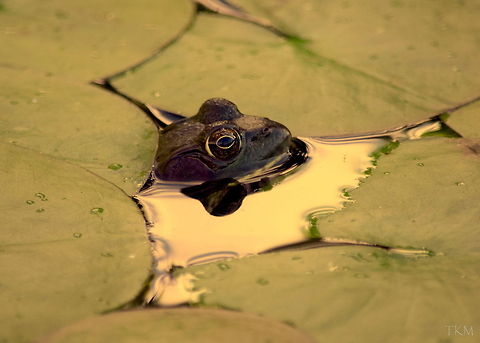 American Bullfrog An american bullfrog checks out its surroundings from an opening in the water lilies. Captured from a small pond in northern Illinois. American Bullfrog,Amphibians,Geotagged,Illinois,Rana catesbeiana,United States,fall,frog