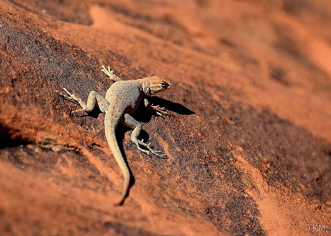 Common Side-Blotched Lizard A common side-blotched lizard catches some rays in the afternoon sun in Utah's Arches National Park. Arches National Park,Common side-blotched lizard,Geotagged,Lizard,Reptiles,Squamata,United States,Uta stansburiana,Utah,fall