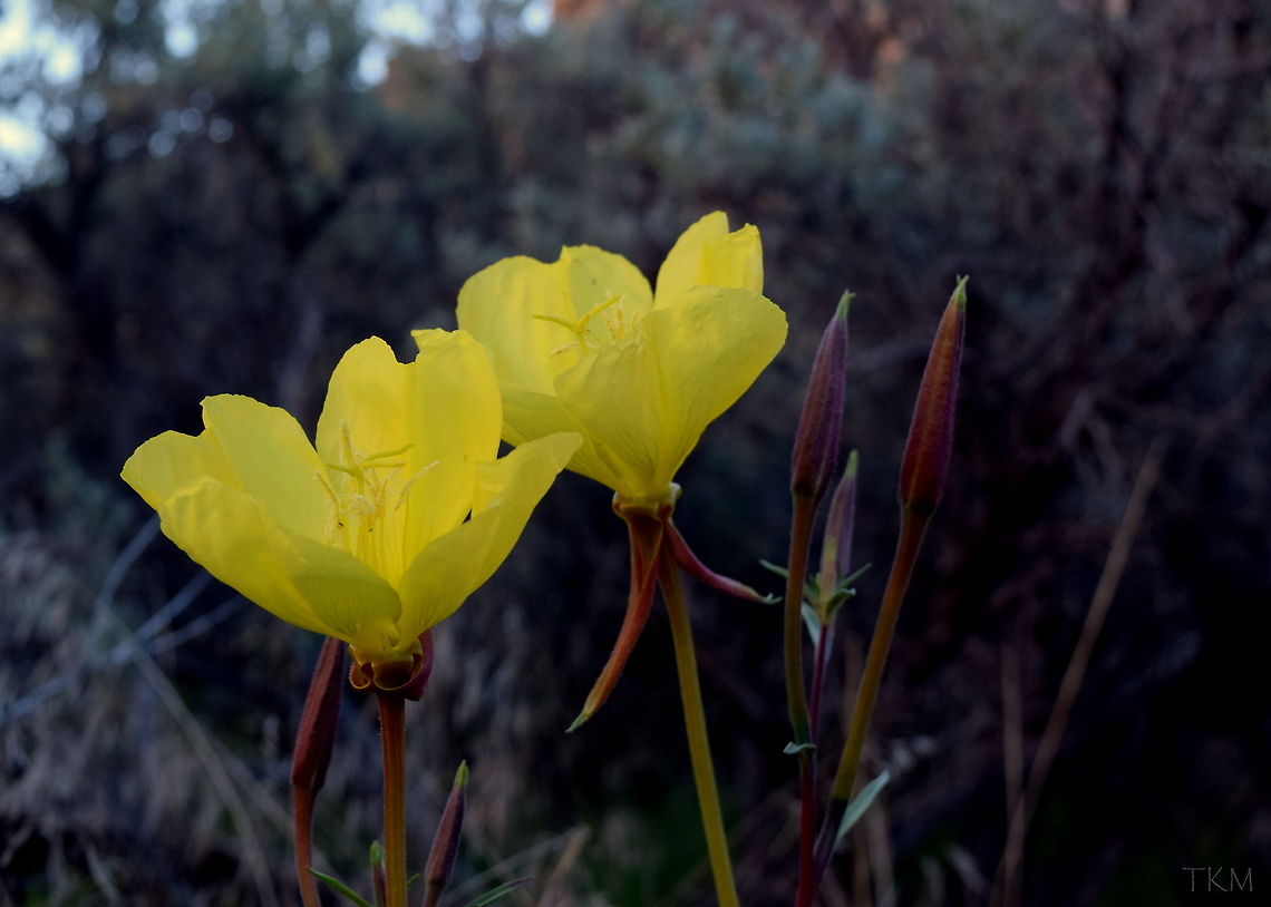 Long-stem Evening Primrose This member of the evening primrose family prefers moist, damp areas out of sunlight. I found this particular specimen in a desert wash area in Arches National Park, Utah. Arches National Park,Geotagged,Oenothera longissima,United States,Utah,Wildflowers