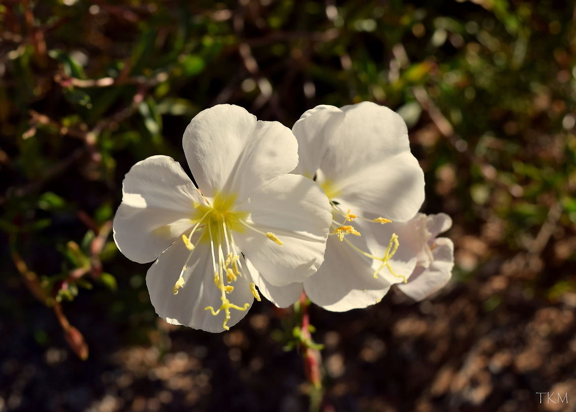 White Evening Primrose Another member of the evening primrose family, found in the high Utah desert. This plant was found growing along the path out in the open, but still directly adjacent to a wash area that receives high amounts of moisture. Captured in Arches National Park. Arches National Park,Geotagged,Oenothera pallida,United States,Utah,White Evening Primrose,Wildflowers