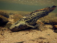 Burbot This is the burbot, Lota lota. It is a one-of-a-kind fish. It is the only member of the genus Lota, and is a freshwater cod. Some nicknames include eelpout, ling and my personal favorite, the lawyer. Not sure where the last one originates, I just like it. This is a 4 year old fish, resting in the slow current of Deep Creek just after being released by stocking methods. Note the smaller juvenile age zero (born this year) burbot under the pectoral fin of the larger fish. Captured in north Idaho. Fall,Fish,Geotagged,Idaho,Lota lota,United States,burbot
