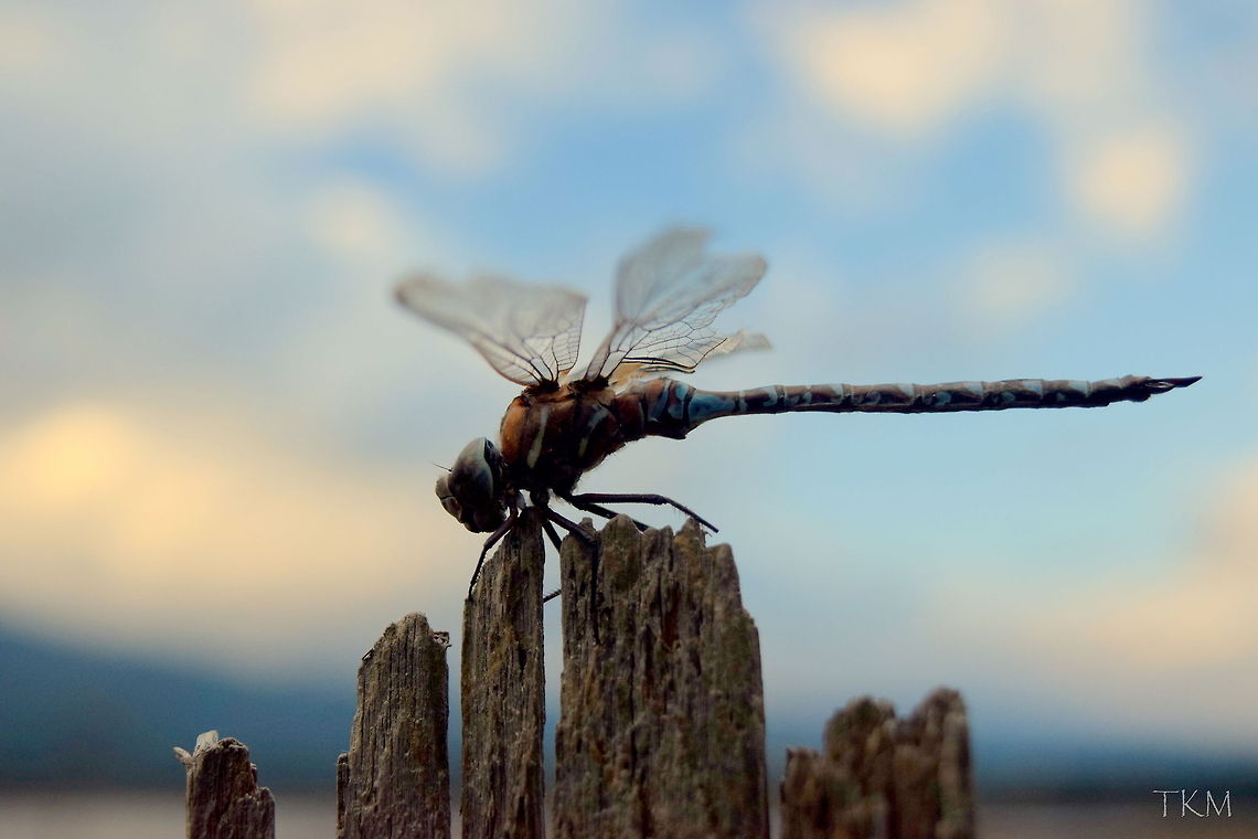 Blue-eyed Darner The blue-eyed darner is a dragonfly belonging to the darner family (Aeshnidae) and is found from British Columbia south through United States to Texas. This specimen had seen better days. Their flight time is from June to October. I found this male towards the end of his lifespan, as it was October 21. Captured in north Idaho. Aeshna multicolor,Anisoptera,Blue-eyed Darner,Dragonfly,Geotagged,Idaho,Insects,United States