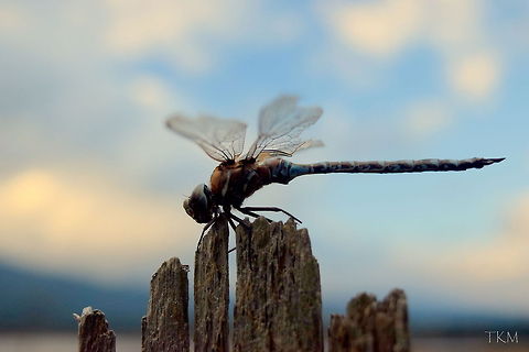 Blue-eyed Darner The blue-eyed darner is a dragonfly belonging to the darner family (Aeshnidae) and is found from British Columbia south through United States to Texas. This specimen had seen better days. Their flight time is from June to October. I found this male towards the end of his lifespan, as it was October 21. Captured in north Idaho. Aeshna multicolor,Anisoptera,Blue-eyed Darner,Dragonfly,Geotagged,Idaho,Insects,United States