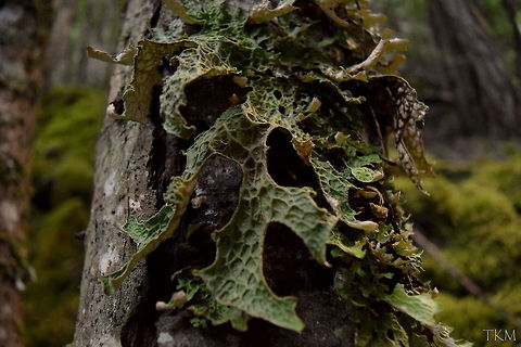 Lobaria pulmonaria - Three Kingdoms in One This unique creature actually consists of three different kingdoms living together in a symbiotic relationship. It is known commonly as tree lungwort, and is made up of a fungi and an algae, creating a lichen, and a cyanobacterium. Pretty amazing seeing three members from three different kingdoms living together! Captured in North Idaho. Algae,Bacteria,Fungi,Geotagged,Idaho,Lichen,Lobaria pulmonaria,United States,fall,symbiosis