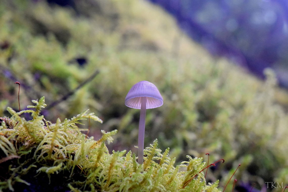 Triumph The little gilled mushroom that could! The only thing I know about this guy is that it is of the order Agaricales. It was growing in very damp conditions (waterfall nearby) in an old growth cedar-hemlock forest. It was growing on a dead western hemlock. Captured in north Idaho. Fungi,Geotagged,Idaho,United States