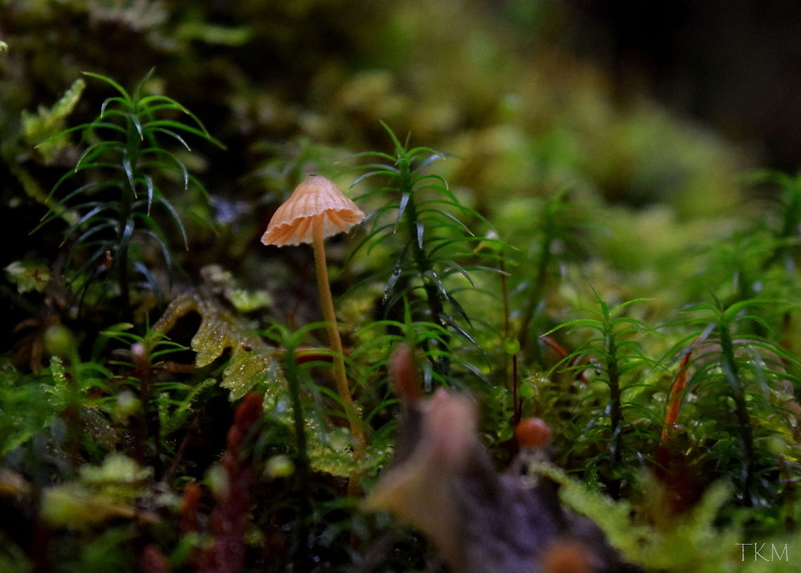 Pink Bonnet A pink bonnet, photographed in the damp forest of north Idaho. Fungi,Geotagged,Idaho,Mycena rosella,Pink bonnet,United States