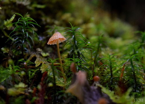 Pink Bonnet A pink bonnet, photographed in the damp forest of north Idaho. Fungi,Geotagged,Idaho,Mycena rosella,Pink bonnet,United States