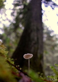 Forever in a Shadow This Mycenae mushroom mimics its much larger neighbors, the trees, as it grows on the forest floor of north Idaho. Geotagged,Idaho,United States,fungi