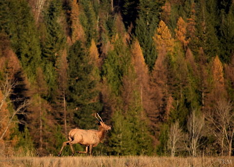 Spike A young bull elk with single points or spikes for antlers is often referred to simply as a "spike". This young bull was out for a morning jog when I spotted him trotting through the Kootenai River Wildlife Refuge in north Idaho. Cervus canadensis,Elk,Geotagged,Idaho,United States
