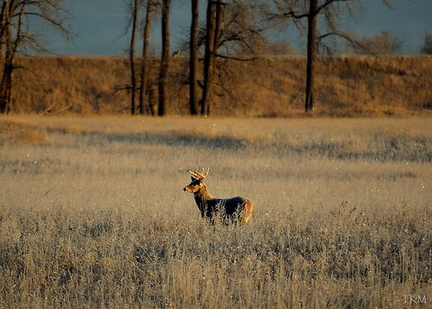 Solitude A white-tailed buck inspects his surroundings after emerging from his bed on a cool November morning. Captured in the Kootenai River Wildlife Refuge, north Idaho. Geotagged,Idaho,Odocoileus virginianus,United States,White-tailed Deer