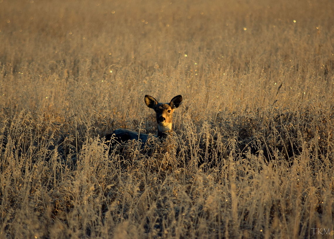 Frosted A doe white-tailed deer lies motionless in the tall grass, letting the sun warm her ears and face. The grass surrounding her bed has been hit by a hard frost during the night, as well as her own body, as it sports a coat of frosted fur. Captured in the Kootenai River Wildlife Refuge, north Idaho. Geotagged,Idaho,Odocoileus virginianus,United States,White-tailed Deer