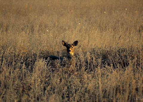 Frosted A doe white-tailed deer lies motionless in the tall grass, letting the sun warm her ears and face. The grass surrounding her bed has been hit by a hard frost during the night, as well as her own body, as it sports a coat of frosted fur. Captured in the Kootenai River Wildlife Refuge, north Idaho. Geotagged,Idaho,Odocoileus virginianus,United States,White-tailed Deer