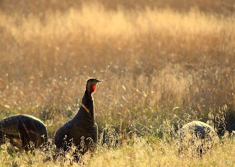 Sentry A wild turkey hen keeps watch as the other turkeys in the group scratch around for food on a sunny autumn afternoon. All of the birds in the flock will take turns watching their surroundings so everyone gets a chance to find food. Captured in north Idaho. Geotagged,Idaho,Meleagris gallopavo,United States,Wild turkey