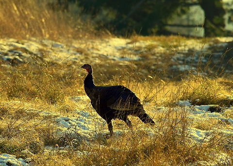 Wild Turkey Hen A wild turkey hen works her way through the tall grass, picking off any remaining seeds left behind by her companions. Captured in north Idaho. Geotagged,Idaho,Meleagris gallopavo,United States,Wild turkey