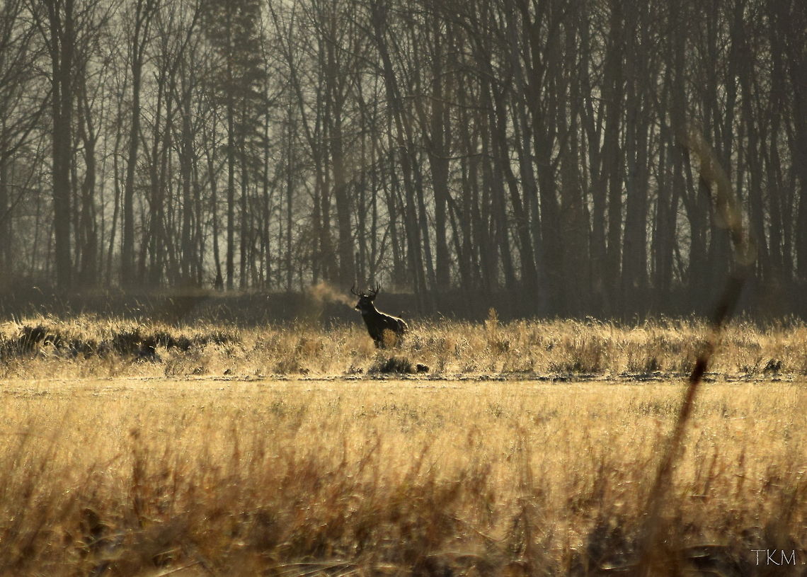 Your Breath is a Giveaway This mature white-tailed buck almost went unnoticed, until his foggy breath glimmered in the sunlight and caught my attention. He searched his surroundings for a few minutes, before deciding he was content from the area he came from and receded from view. Captured in the Kootenai River Wildlife Refuge in north Idaho. Geotagged,Idaho,Odocoileus virginianus,United States,White-tailed Deer