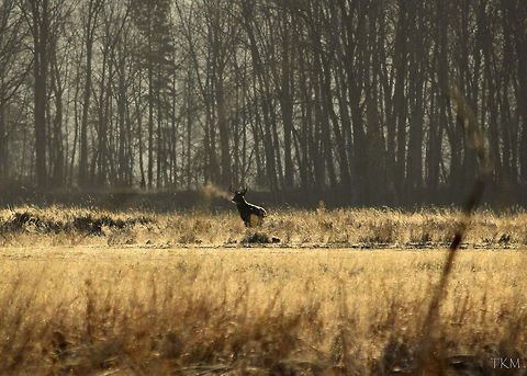 Your Breath is a Giveaway This mature white-tailed buck almost went unnoticed, until his foggy breath glimmered in the sunlight and caught my attention. He searched his surroundings for a few minutes, before deciding he was content from the area he came from and receded from view. Captured in the Kootenai River Wildlife Refuge in north Idaho. Geotagged,Idaho,Odocoileus virginianus,United States,White-tailed Deer