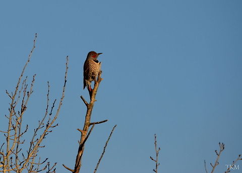Red-shafted/Northern Flicker The red-shafted flicker is under much debate and is considered by some specialists to be one of two sub-species of the northern flicker. The red-shafted flicker inhabits the western United States, while the yellow-shafted flicker, the other potential sub-species, is found in the eastern United States. This male was captured in north Idaho. Colaptes auratus,Colaptes auratus cafer,Geotagged,Idaho,Northern Flicker,Red-shafted flicker,United States