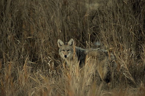 Camouflaged Coyote A coyote, subspecies Canis latrans lestes (mountain coyote), pauses for a brief moment to indulge in its curiosity of a passing vehicle, giving me enough time for a couple of quick shots. It truly is amazing the natural camouflage these little dogs have. They seemingly appear and disappear from nowhere, moving doggedly in and out of the tall grass from which they blend in with so well. Captured in north Idaho. Canis latrans,Canis latrans lestes,Coyote,Geotagged,Idaho,Mountain coyote,United States