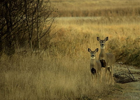 Identical Expressions This doe and fawn exhibited identical expression and posture as they had a staring contest with my camera. It was very cute to see the fawn mimicking its mother and learning how to interpret its surroundings and how to be cautious and alert. Captured in the Kootenai Wildlife Refuge, north Idaho. Geotagged,Idaho,Odocoileus virginianus,United States,White-tailed Deer,fall,mammals