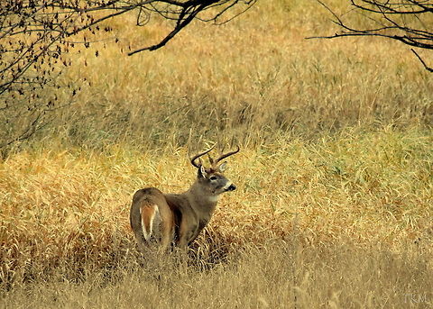 White-tailed Buck A mature white-tailed buck pauses to take in his surroundings while browsing around the edge of a prairie in north Idaho. Note his swollen neck, which is an indicator of the "rut", which in deer terms, signifies mating season. The bucks necks swell up as they chase around does and fend off competitors. Geotagged,Idaho,Odocoileus virginianus,United States,White-tailed Deer