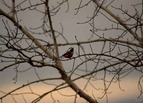 Chestnut-backed Chickadee A chestnut-backed chickadee looks around him, inspecting the next branch he will quickly flutter to and twitch about nervously before jumping to another perch. Captured in north Idaho. Birds,Geotagged,Idaho,Poecile rufescens,United States,chestnut-backed chickadee