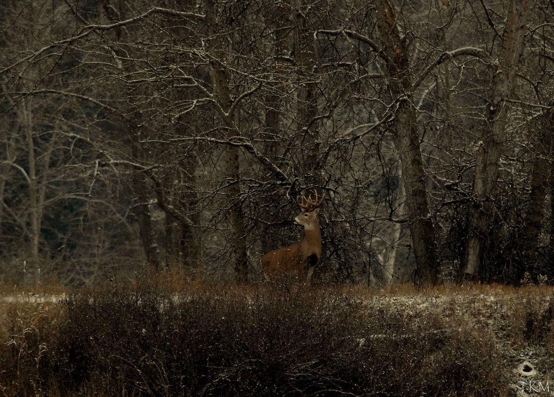 White-tailed Buck - 5x5 A mature and healthy white-tailed buck stops to sniff the air and scan the open field ahead of him for a hot doe he is following. Captured in the Kootenai River Wildlife Refuge, north Idaho. Geotagged,Idaho,Odocoileus virginianus,United States,White-tailed Deer,fall,mammals