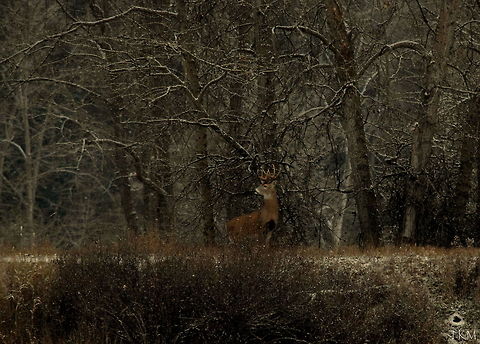 White-tailed Buck - 5x5 A mature and healthy white-tailed buck stops to sniff the air and scan the open field ahead of him for a hot doe he is following. Captured in the Kootenai River Wildlife Refuge, north Idaho. Geotagged,Idaho,Odocoileus virginianus,United States,White-tailed Deer,fall,mammals
