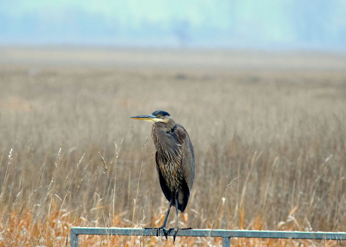 Cold Heron A great blue heron huddles up on an open gate in the Kootenai River Wildlife refuge. A few herons seem to have decided to stick around for the first part of winter here in north Idaho. I feel they will have a difficult time ice fishing... Ardea herodias,Birds,Geotagged,Great Blue Heron,Idaho,United States