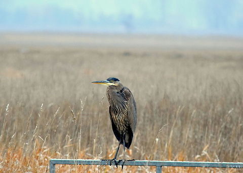 Cold Heron A great blue heron huddles up on an open gate in the Kootenai River Wildlife refuge. A few herons seem to have decided to stick around for the first part of winter here in north Idaho. I feel they will have a difficult time ice fishing... Ardea herodias,Birds,Geotagged,Great Blue Heron,Idaho,United States