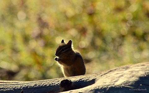 Least Chipmunk A least chipmunk chews on a pine nut in Yellowstone's Hayden Valley. When I initially looked this photo over after taking it, I didn't think much of it.

But, a couple of months later, I was browsing through photos and came across this one. After closer inspection, I found that I really love this photo. Maybe the aspects I appreciate in photography are starting to change as I learn more about the hobby...

Either way, enjoy! Geotagged,Least chipmunk,Mammals,Neotamias minimus,Neotamias umbrinus,Rodents,Uinta chipmunk,United States,Wyoming,Yellowstone National Park