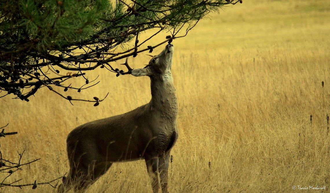 Snack Time A young white-tailed buck sniffs around a low-hanging pine branch for some tasty treats. In the end, he decided he wasn't hungry enough to eat a pine cone and wandered off. The deer rut is slowing down here and the bucks are starting to become a bit more reclusive and are spending more time feeding than chasing does. Captured on the Kootenai National Wildlife Refuge, north Idaho. Buck,Deer,Geotagged,Idaho,Mammals,Odocoileus virginianus,United States,White-tailed Deer