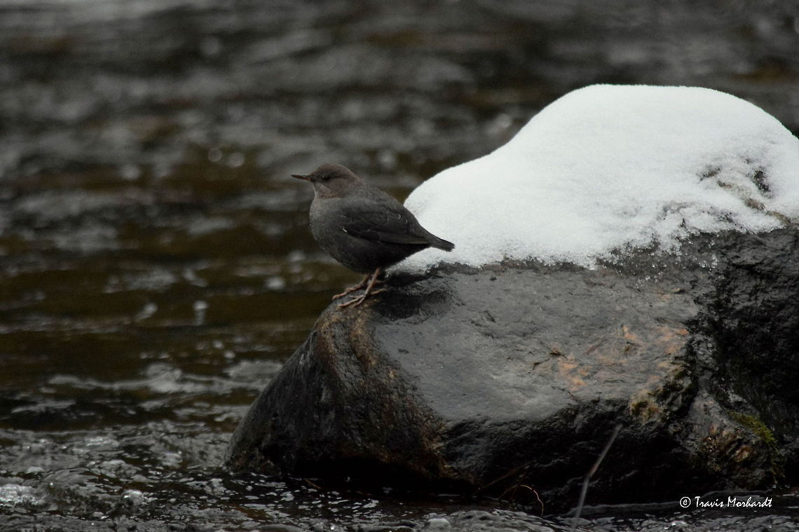 American Dipper The American dipper is a rather amusing bird to watch. They get their name because they constantly &quot;dip&quot; or bob up and down by bending their legs. Why they dip has been theorized by many, but the most commonly accepted reason is for communication reasons. In their noisy environment with turbid water constantly rushing all around them, it is hard to hear anything other than the water. Captured in north Idaho. American Dipper,Birds,Cinclus mexicanus,Geotagged,Idaho,United States
