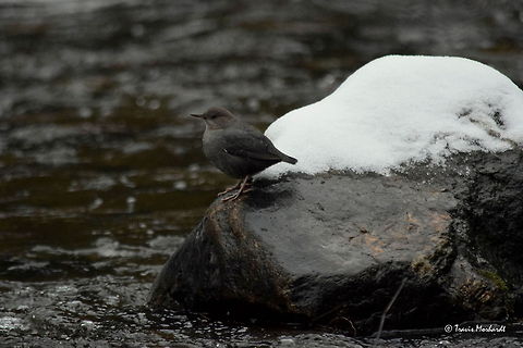 American Dipper The American dipper is a rather amusing bird to watch. They get their name because they constantly "dip" or bob up and down by bending their legs. Why they dip has been theorized by many, but the most commonly accepted reason is for communication reasons. In their noisy environment with turbid water constantly rushing all around them, it is hard to hear anything other than the water. Captured in north Idaho. American Dipper,Birds,Cinclus mexicanus,Geotagged,Idaho,United States