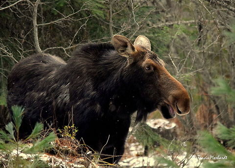 Something Moosey... I spotted this cow moose this afternoon as I was exploring a new river drainage. She was a little reluctant to put up with my intrusive behavior at first. When I first spotted her, she was rather close (10 meters or so). Too close for both of us. Take one was a failed attempt.

After waiting a few minutes to let her settle down, I approached through the woods at a different angle. This time she spotted me first, and I saw her at about 20-25 meters. She had keyed in on me once again, but this time did not run. After watching her and moving slowly for several minutes, she decided I wasn't a threat and relaxed. She didn't move from this spot, but she did look around and only watched me part of the time.

A beautiful beast and a unique encounter that left me in total awe. Captured along the Pack River in north Idaho. Alces alces,Geotagged,Idaho,Mammals,Moose,United States,fall,snow