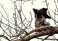 Juvenile Bald Eagle A juvenile bald eagle stretches its wings after being perched for some time in a tree. I noticed this large bird while walking along a stream bank in north Idaho. Accipitridae,Bald Eagle,Birds,Birds of Prey,Geotagged,Haliaeetus leucocephalus,Idaho,United States,fall