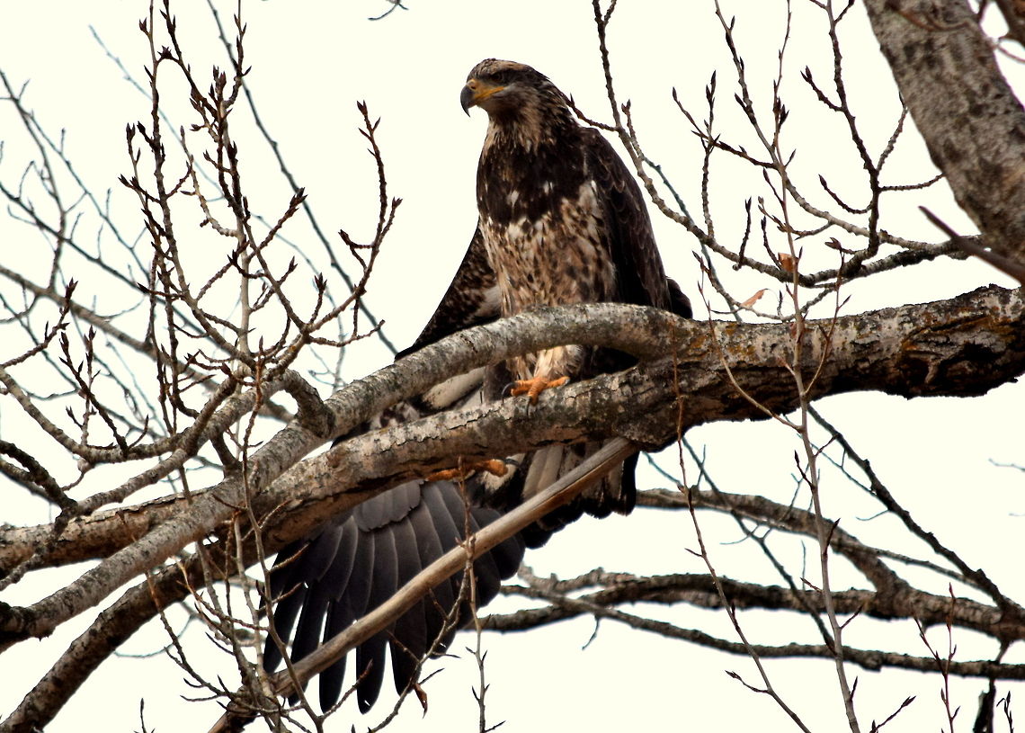 Juvenile Bald Eagle A juvenile bald eagle stretches its wing as it looks over a small stream in north Idaho. Accipitridae,Bald Eagle,Birds,Birds of Prey,Geotagged,Haliaeetus leucocephalus,Idaho,Raptors,United States,fall
