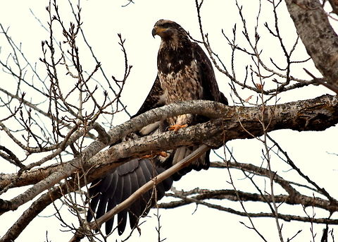 Juvenile Bald Eagle A juvenile bald eagle stretches its wing as it looks over a small stream in north Idaho. Accipitridae,Bald Eagle,Birds,Birds of Prey,Geotagged,Haliaeetus leucocephalus,Idaho,Raptors,United States,fall